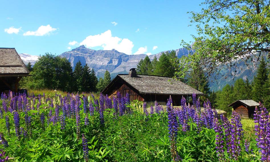 A summer meadow in Chamonix